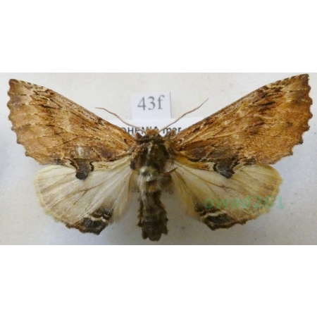 Ptilodon capucina (Linnaeus, 1758) male Wiechetka wielbłądka Czech43f